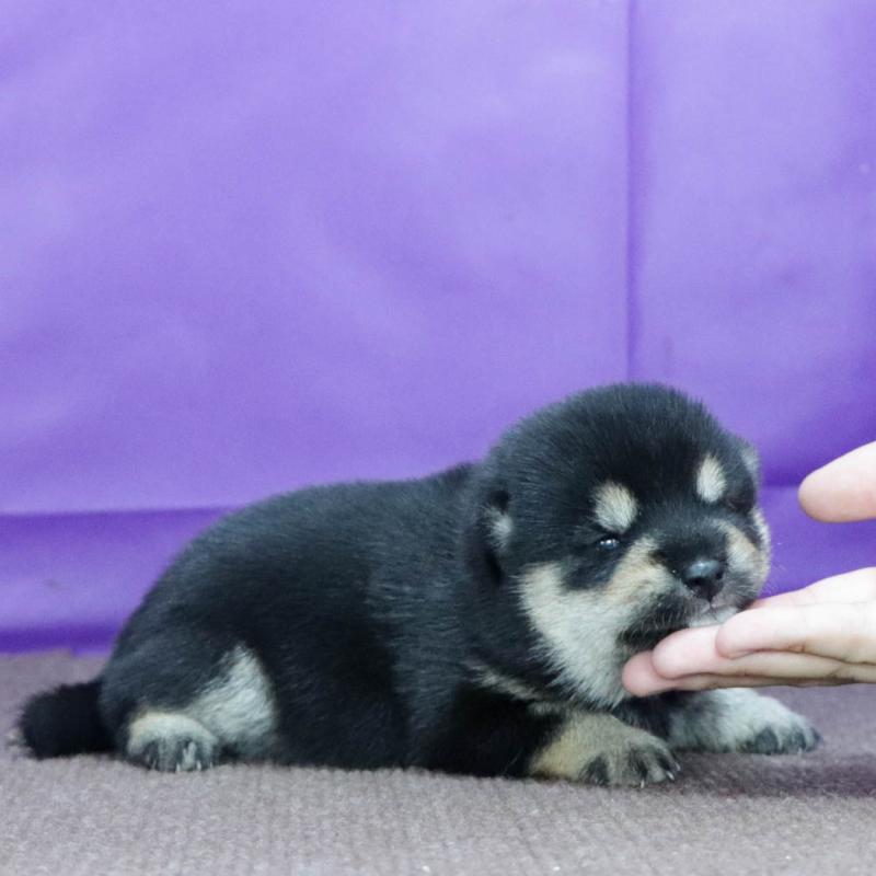 販売中の愛知県の豆柴-415117の2枚目